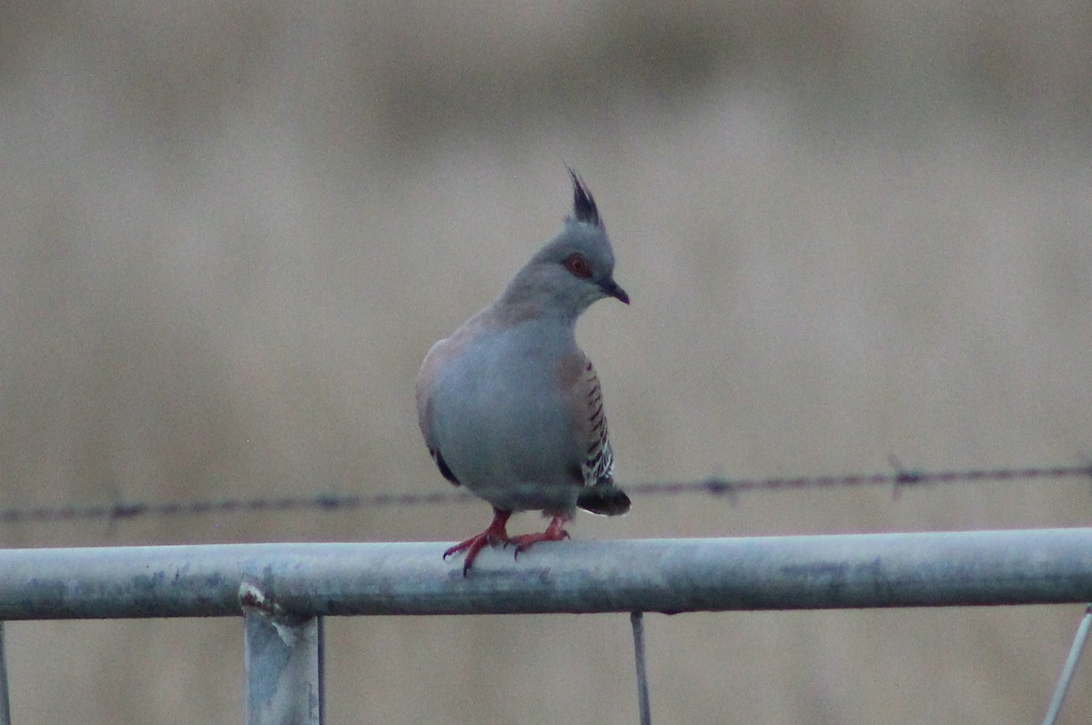 Crested Pigeon - ML621162482