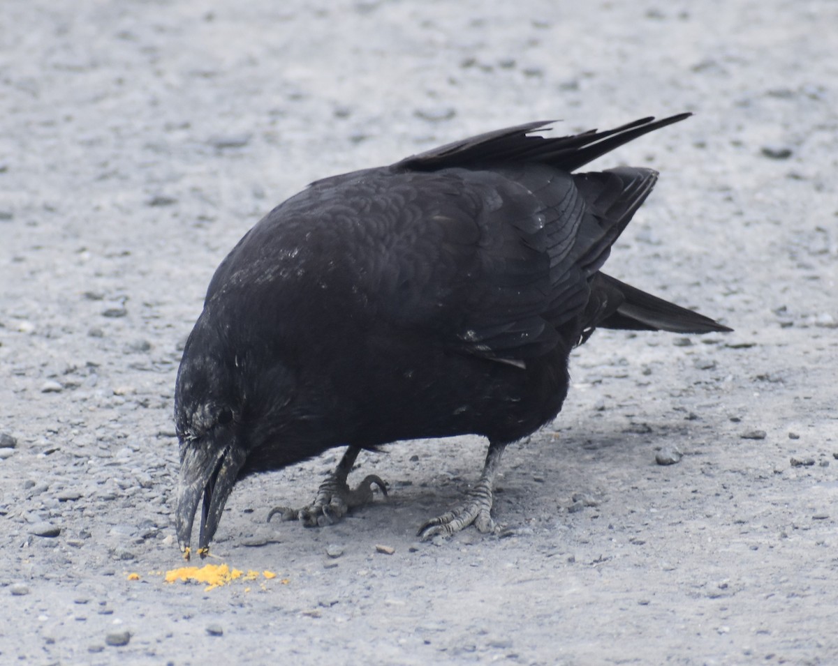 American Crow - ML621162495