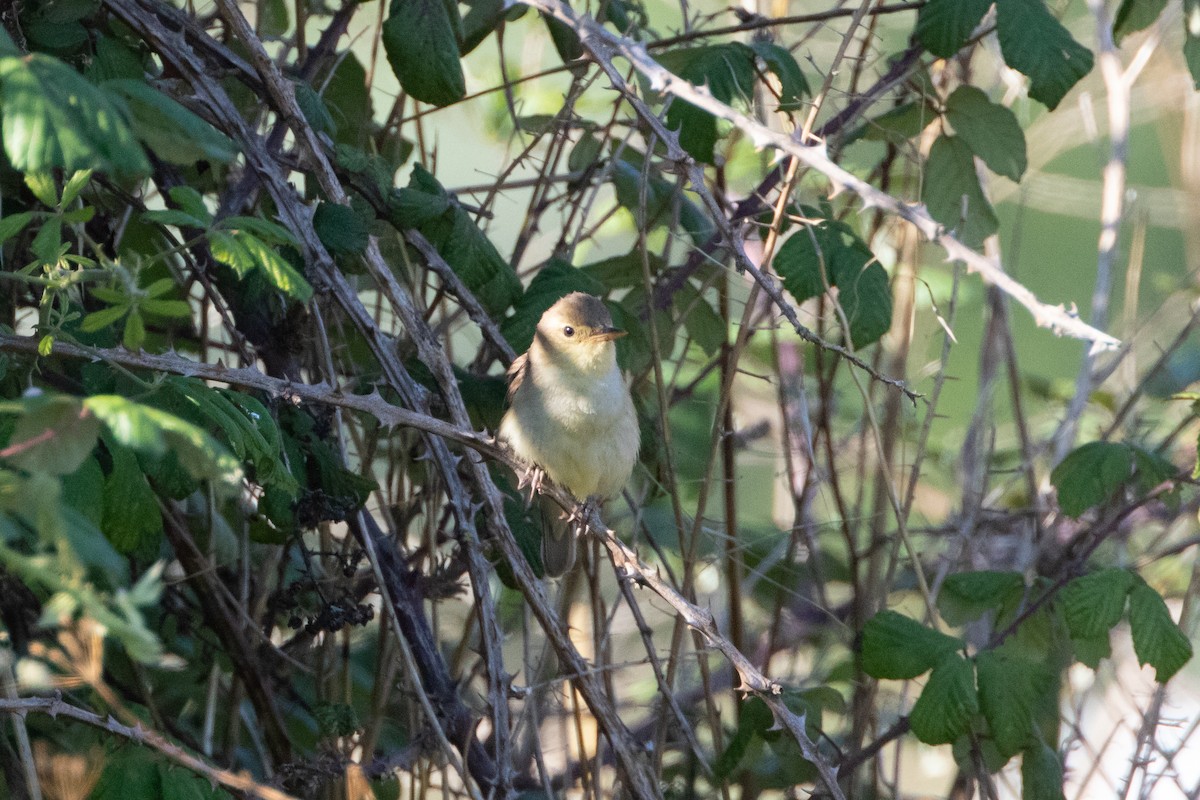 Melodious Warbler - ML621162519