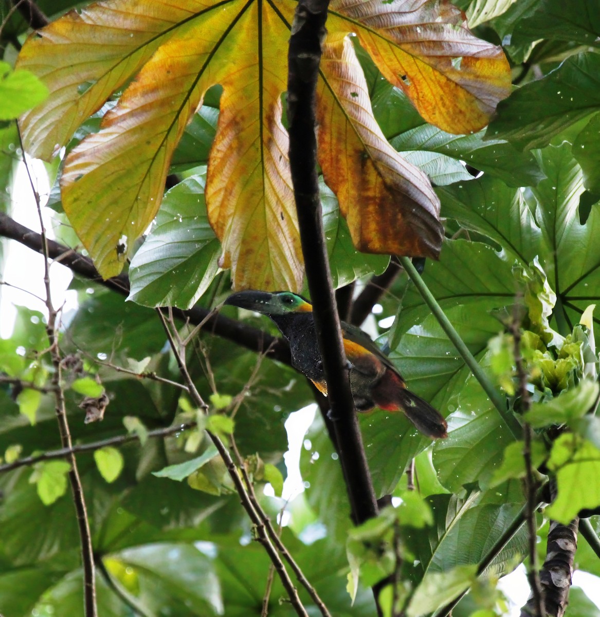 arassari límcový (ssp. langsdorffii) - ML621162539
