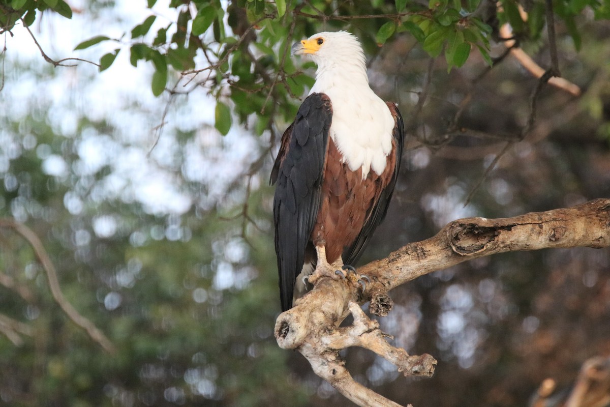 African Fish-Eagle - ML621162543
