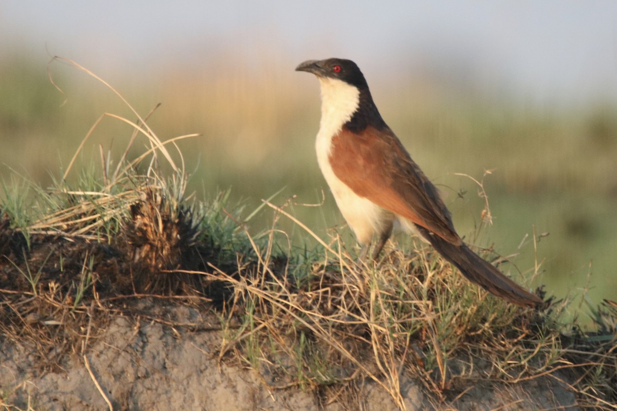 Coppery-tailed Coucal - ML621162558