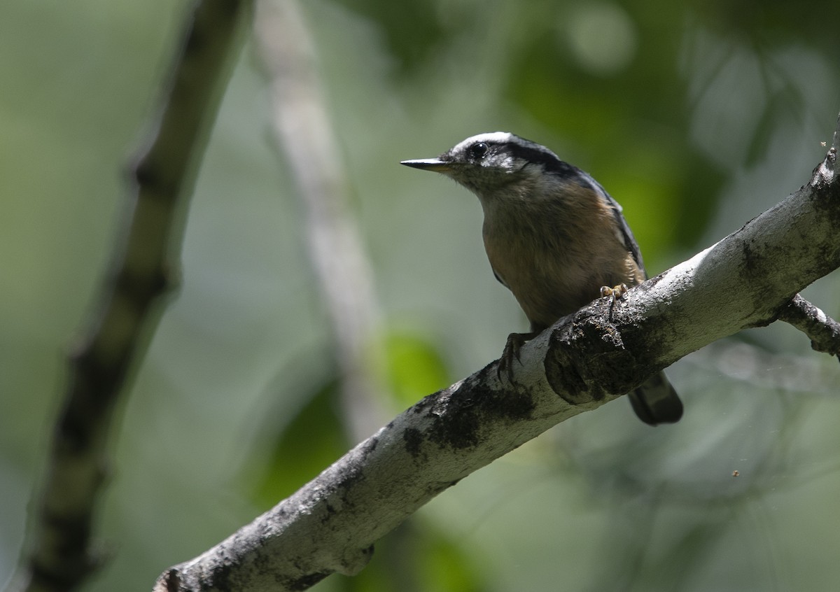 Red-breasted Nuthatch - ML621162602