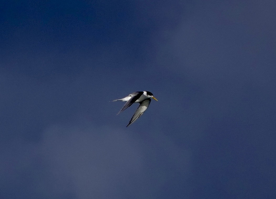 Great Crested Tern - ML621162609