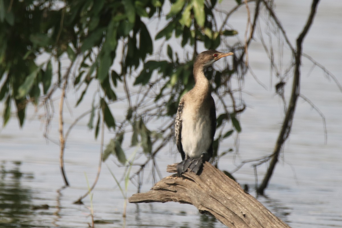 Long-tailed Cormorant - ML621162616