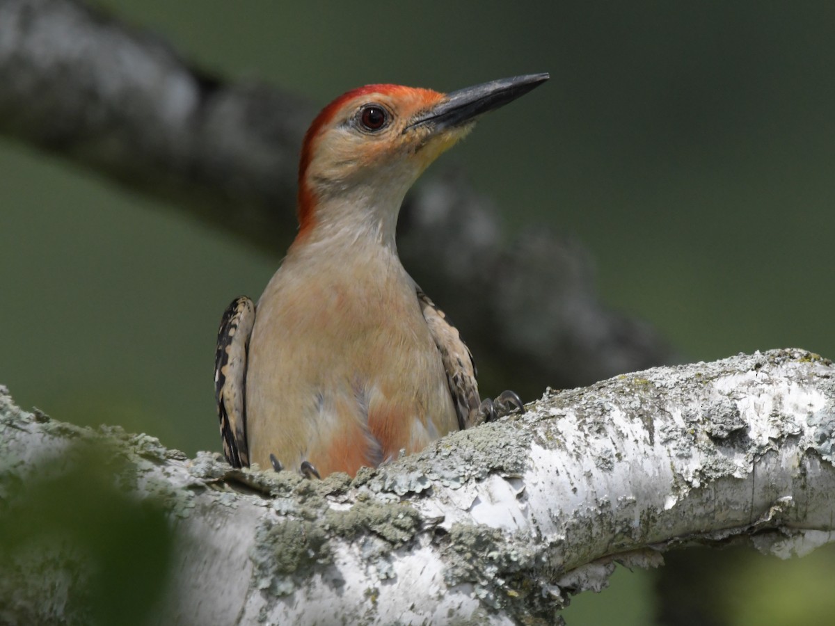 Red-bellied Woodpecker - ML621162623