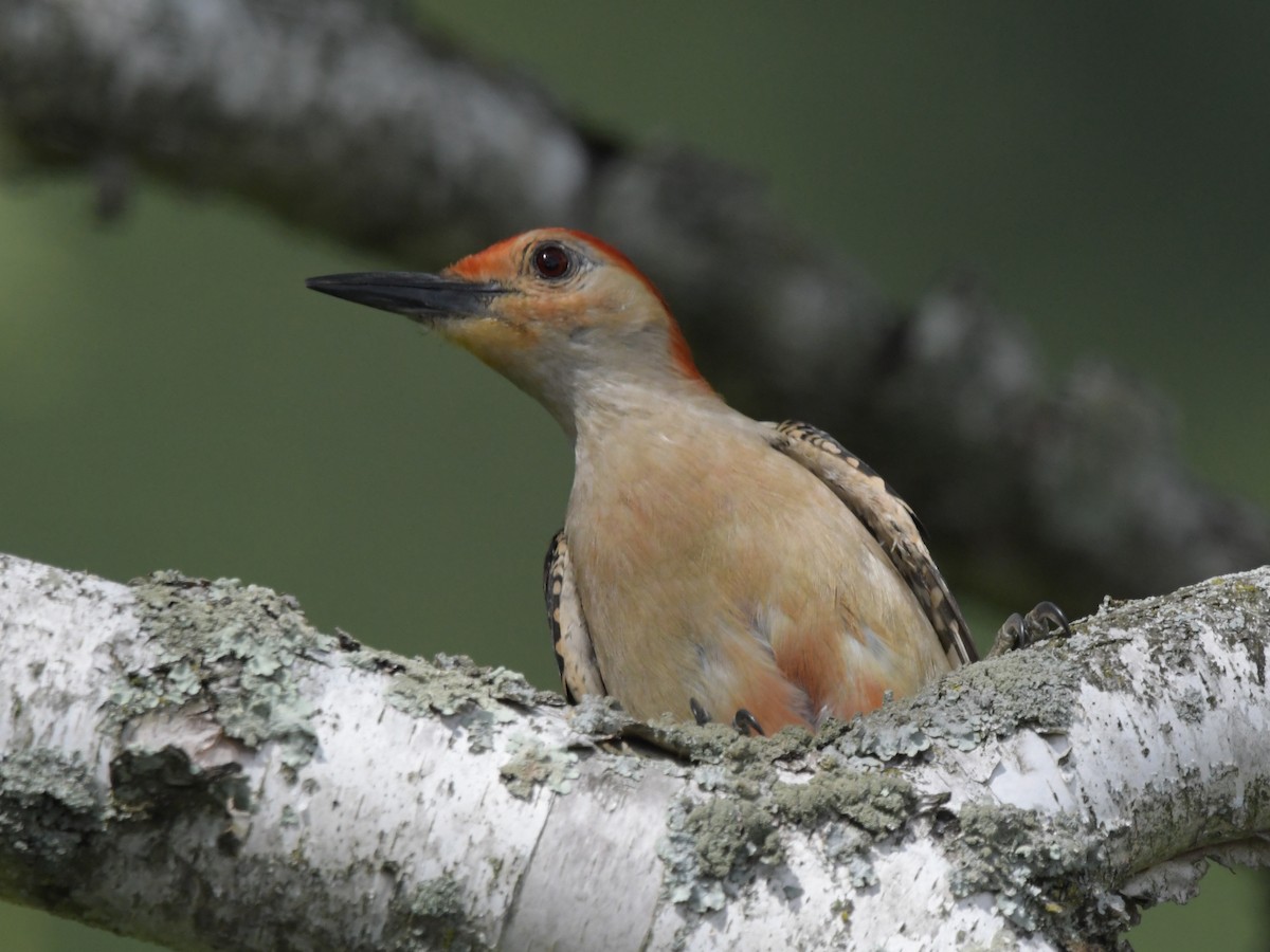 Red-bellied Woodpecker - ML621162632