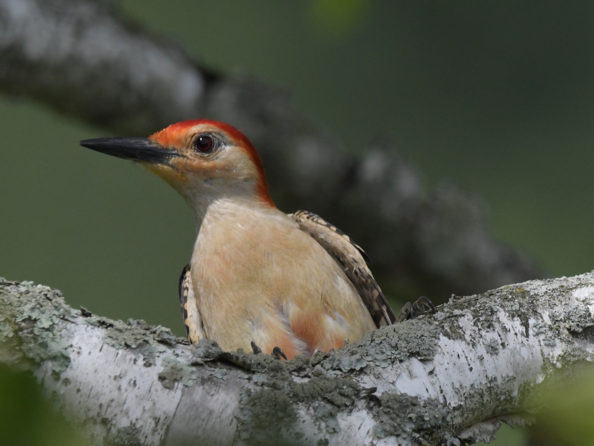 Red-bellied Woodpecker - ML621162634