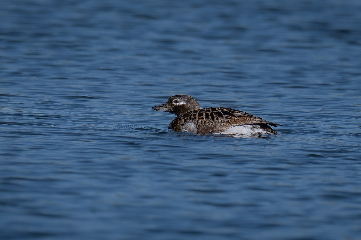 Long-tailed Duck - ML621162637