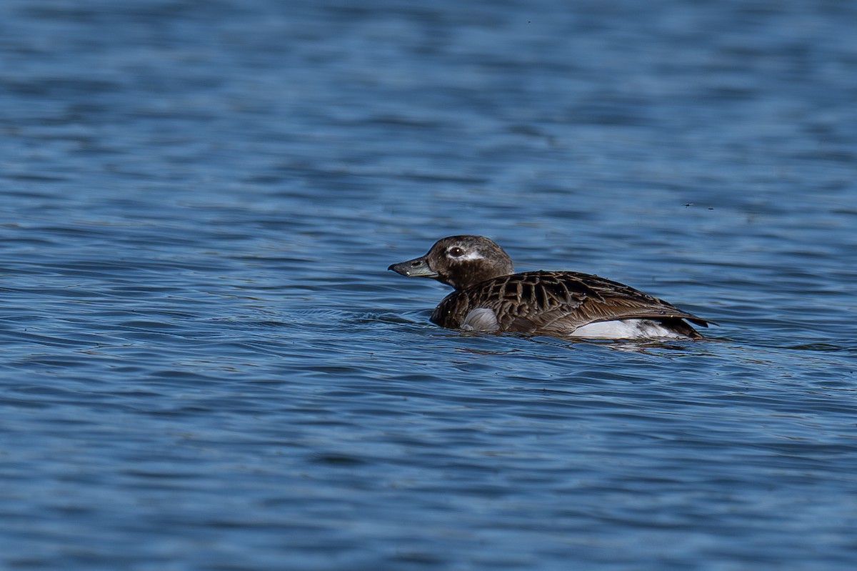 Long-tailed Duck - ML621162638