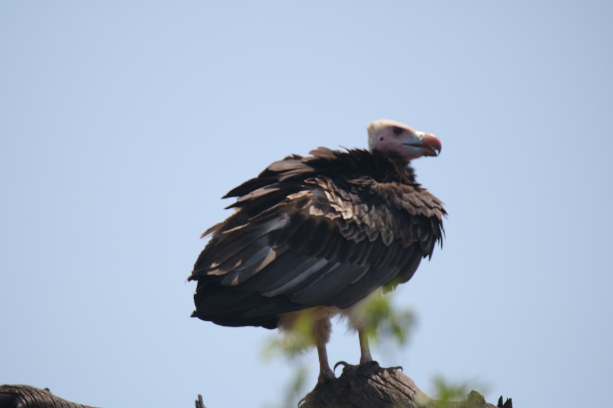 Lappet-faced Vulture - ML621162639
