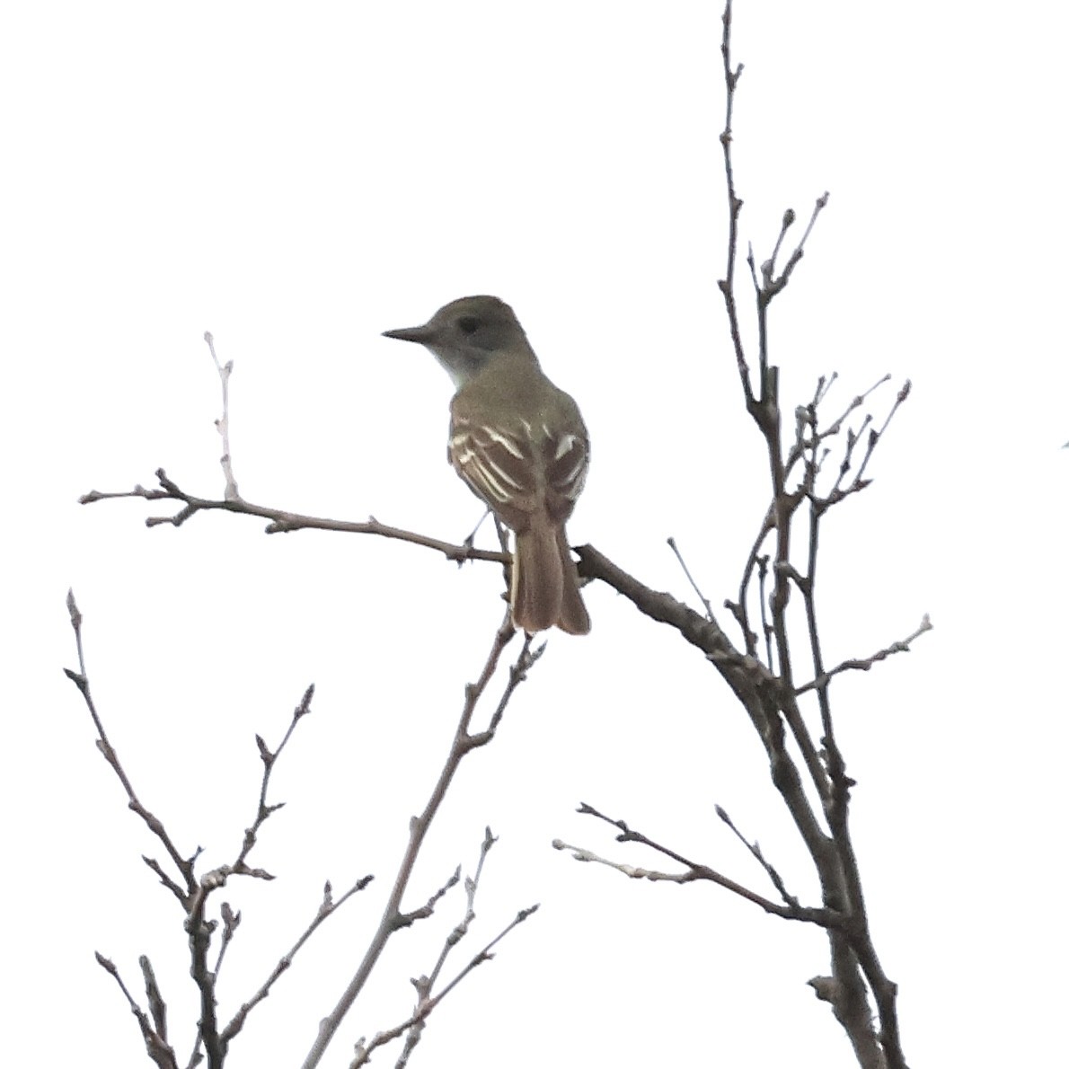 Great Crested Flycatcher - ML621162656