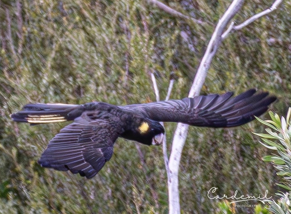 Yellow-tailed Black-Cockatoo - ML621162668