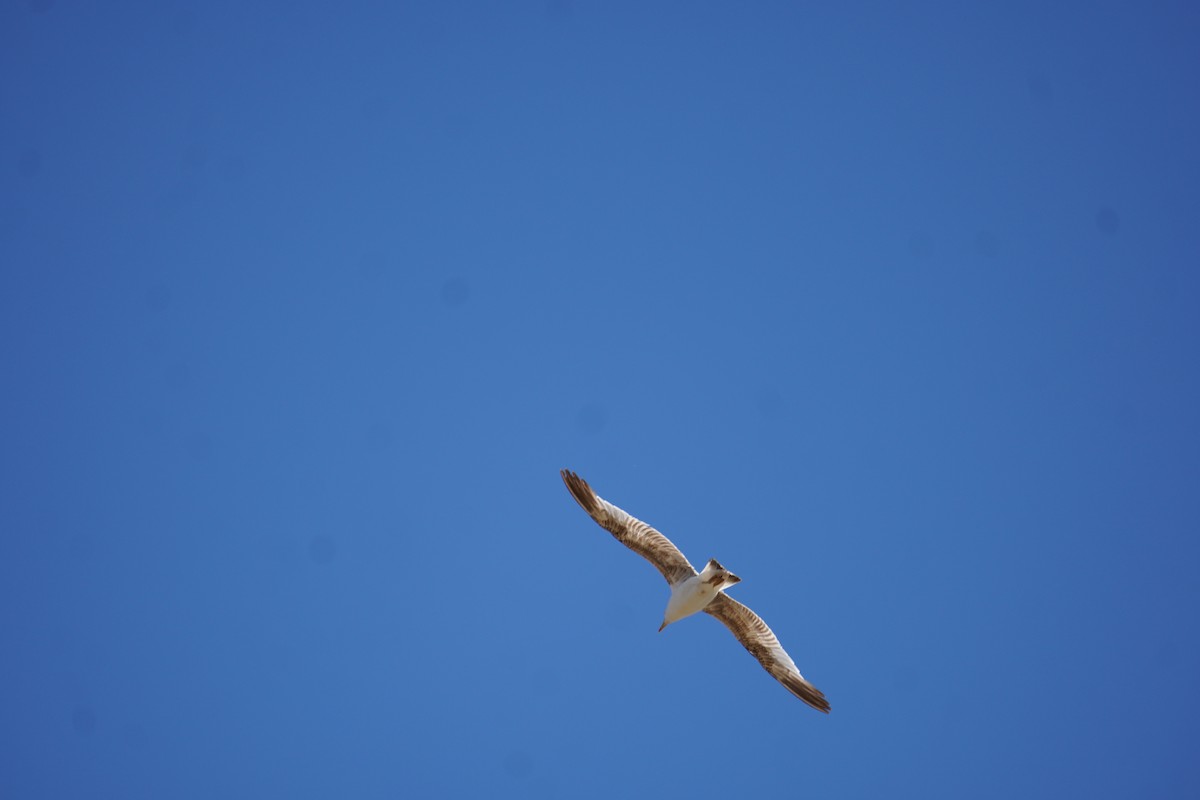 Средиземноморская чайка - ML621162674