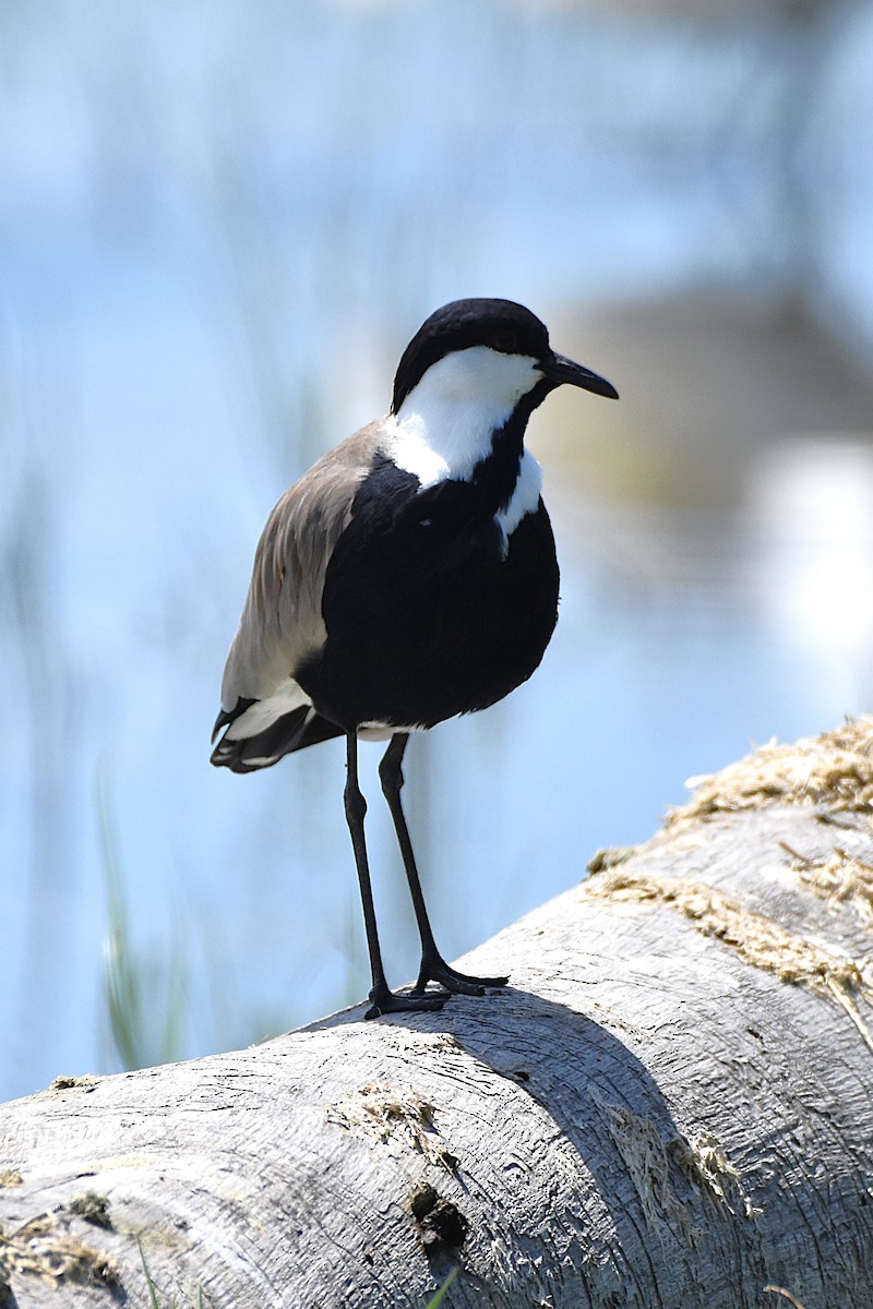 Spur-winged Lapwing - ML621162693