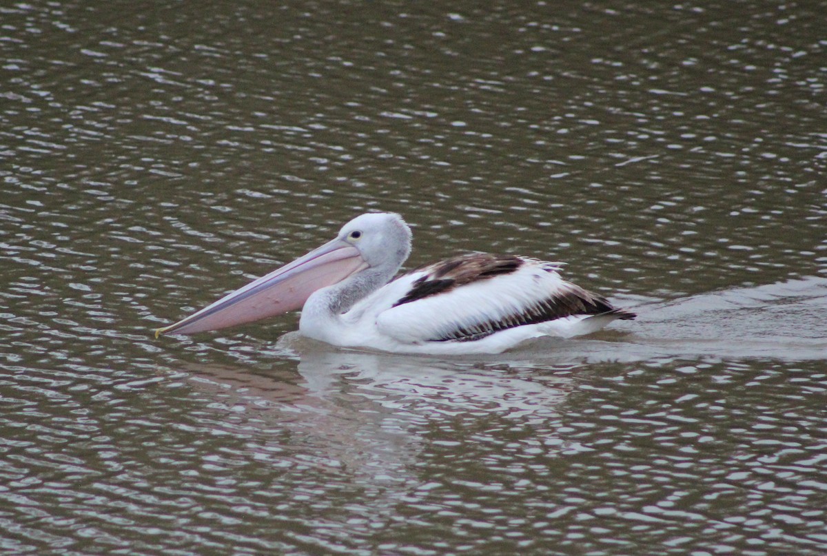 pelikán australský - ML621162730
