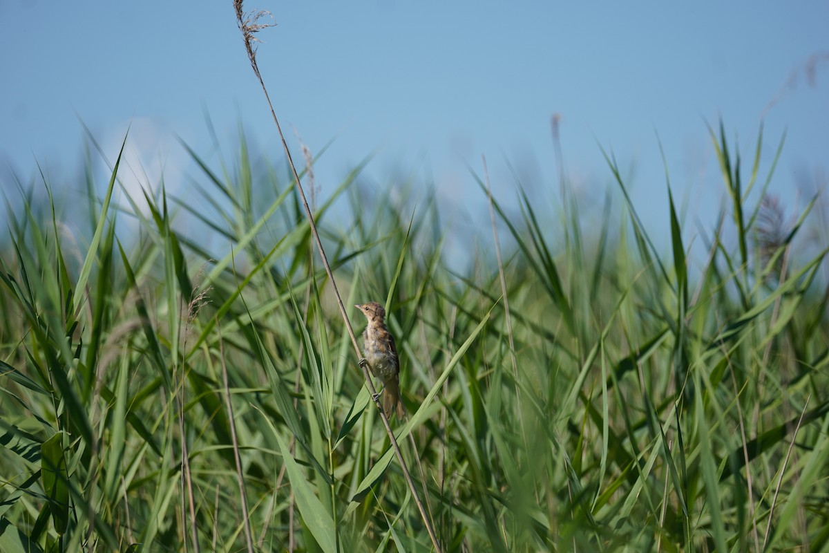 Great Reed Warbler - ML621162740