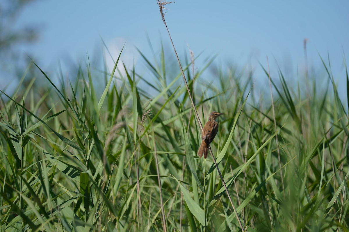 Great Reed Warbler - ML621162746