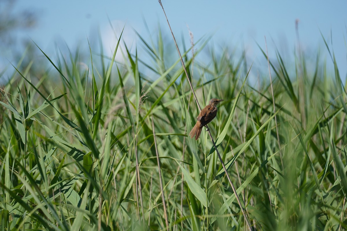 Great Reed Warbler - ML621162747
