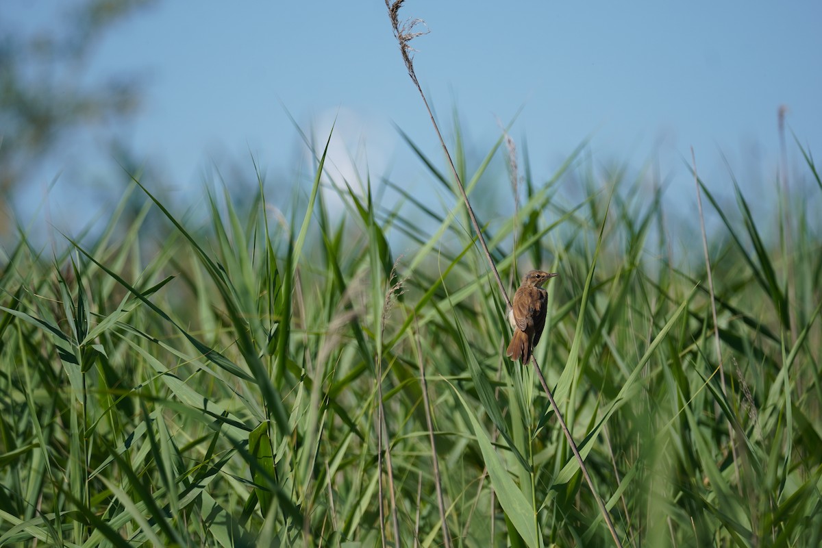 Great Reed Warbler - ML621162750
