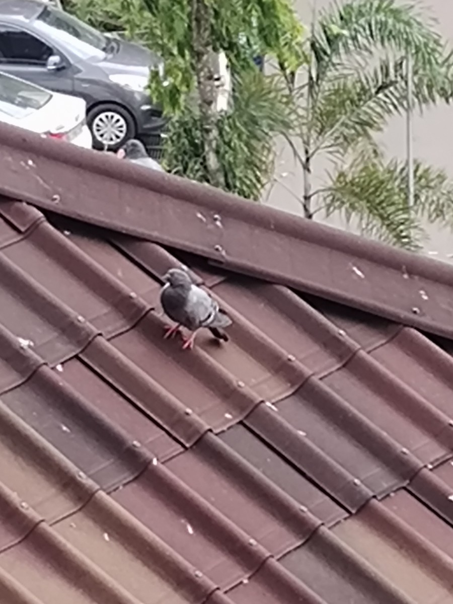 Rock Pigeon (Feral Pigeon) - ML621162780