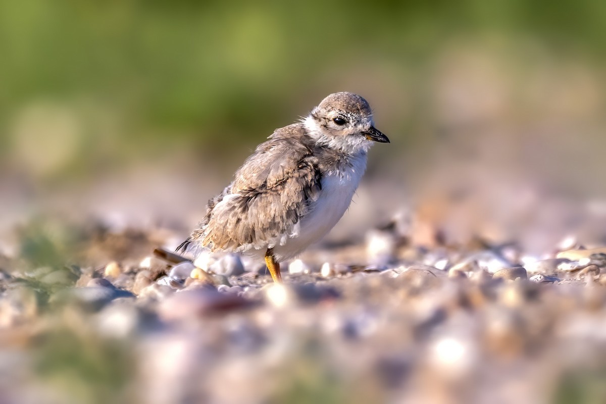 Piping Plover - ML621162786