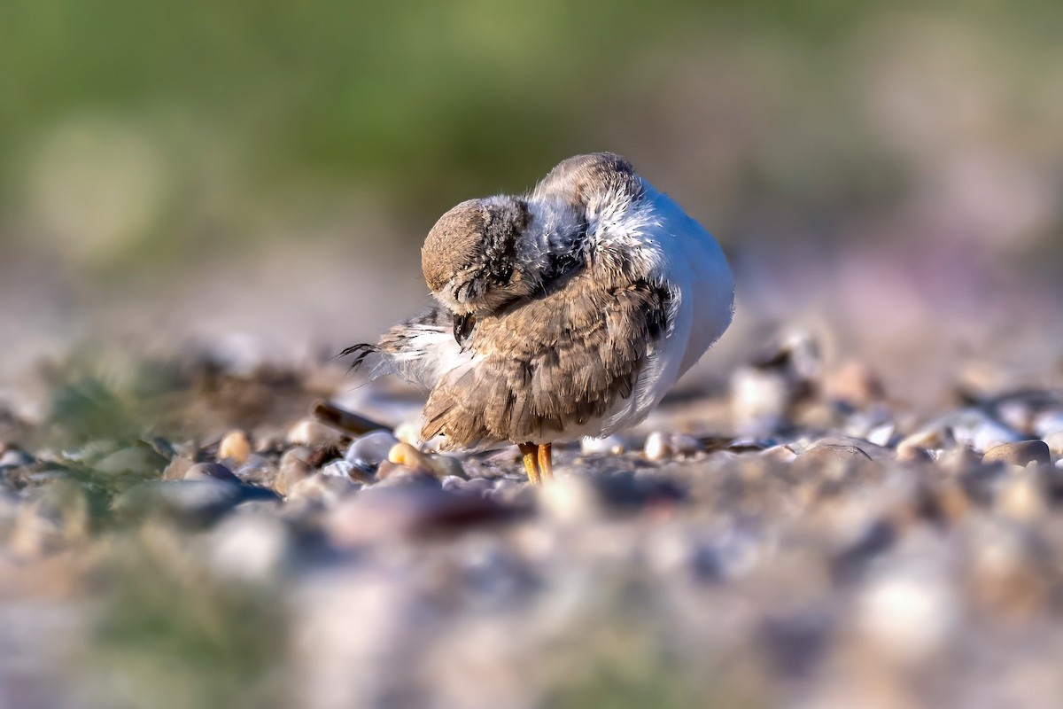 Piping Plover - ML621162787