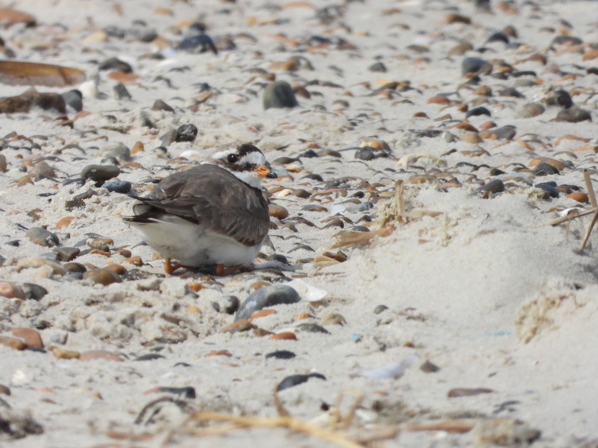 Common Ringed Plover - ML621162789