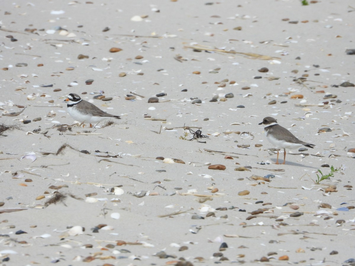 Common Ringed Plover - ML621162791