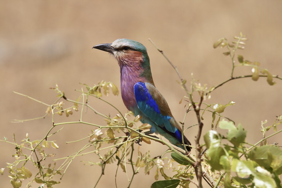 Lilac-breasted Roller - ML621162807