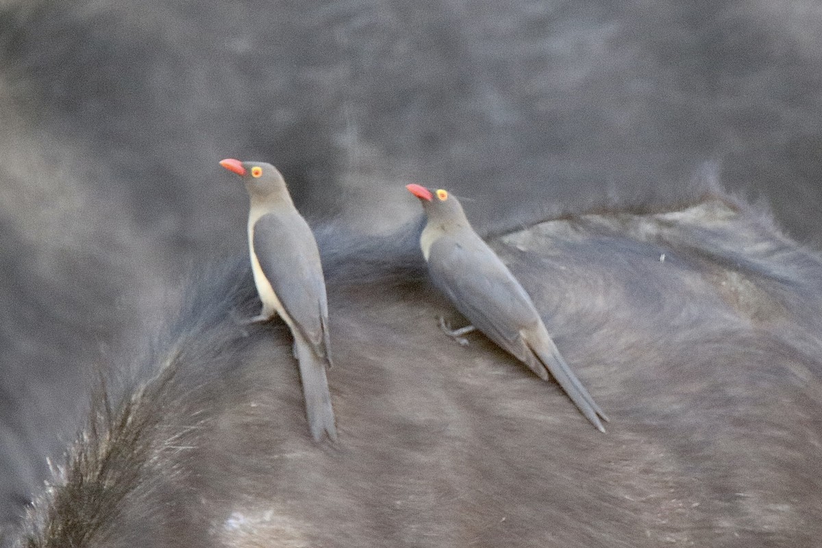 Red-billed Oxpecker - ML621162811