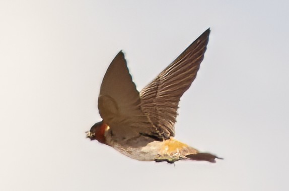 Cliff Swallow (pyrrhonota Group) - ML621162846