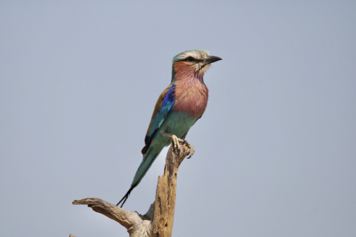 Lilac-breasted Roller - ML621162858