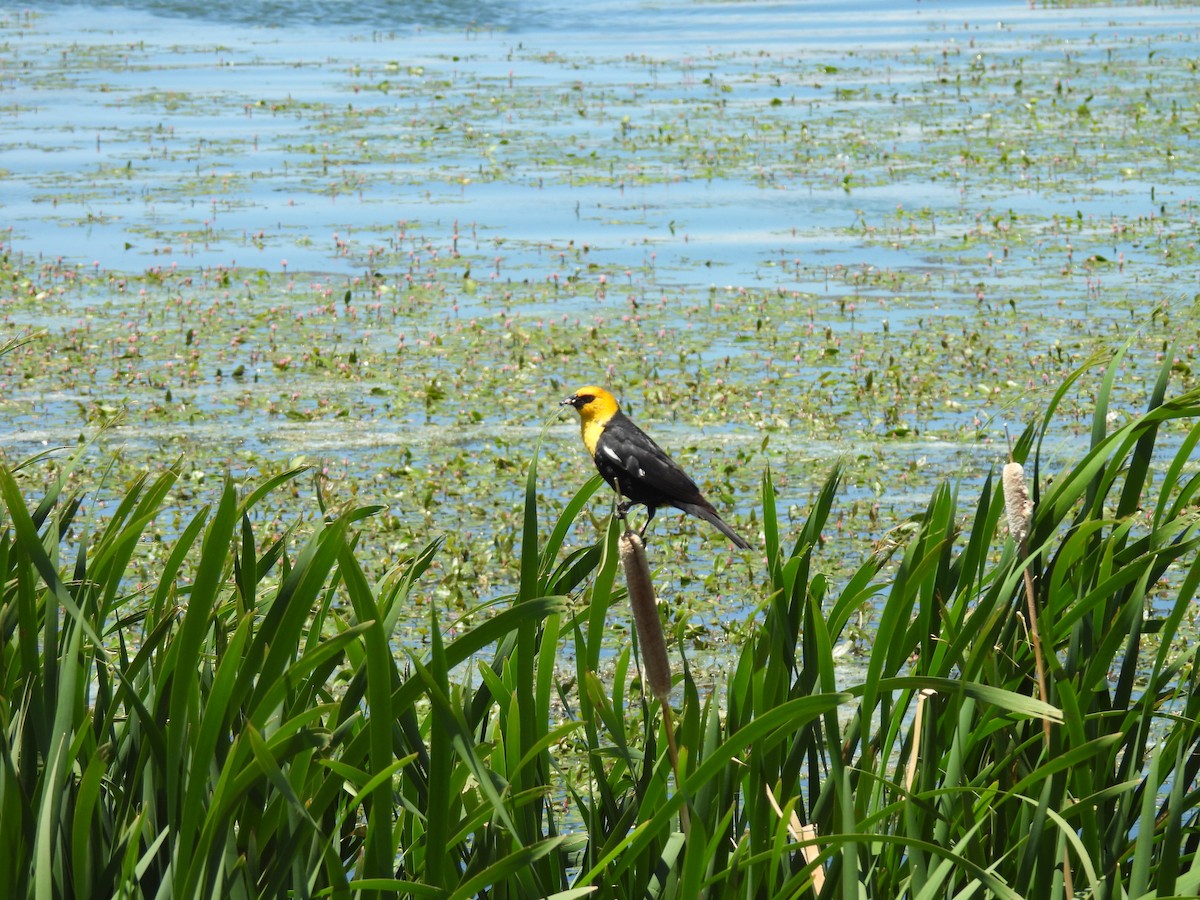 Yellow-headed Blackbird - ML621162859