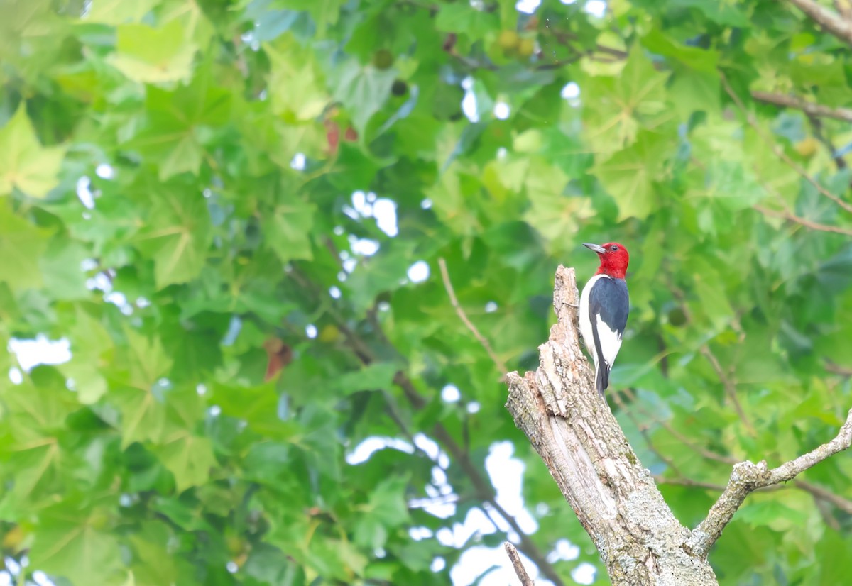 Red-headed Woodpecker - ML621162900