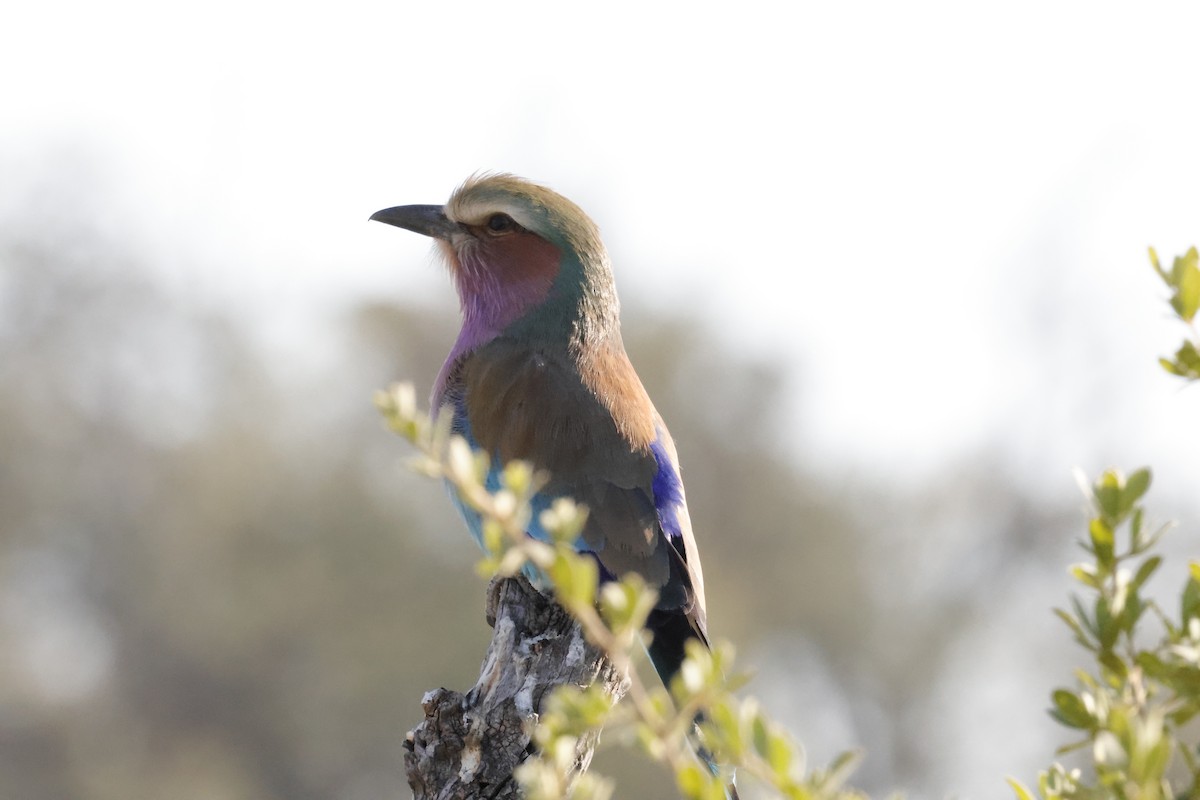Lilac-breasted Roller - ML621162903