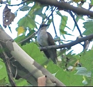 Black-billed Cuckoo - ML621162912