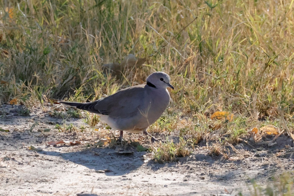 Red-eyed Dove - ML621162916