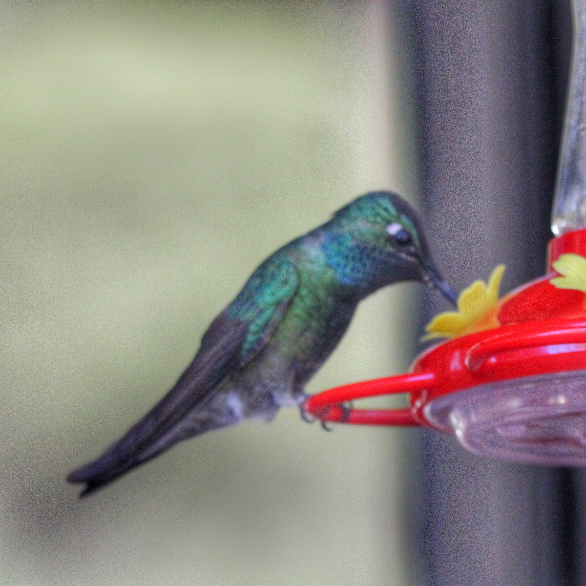kolibřík skvostný - ML621162926