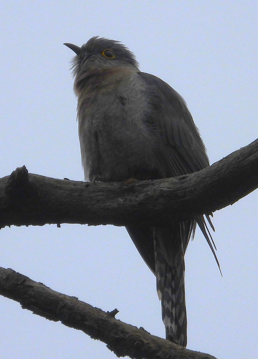 Fan-tailed Cuckoo - ML621162942