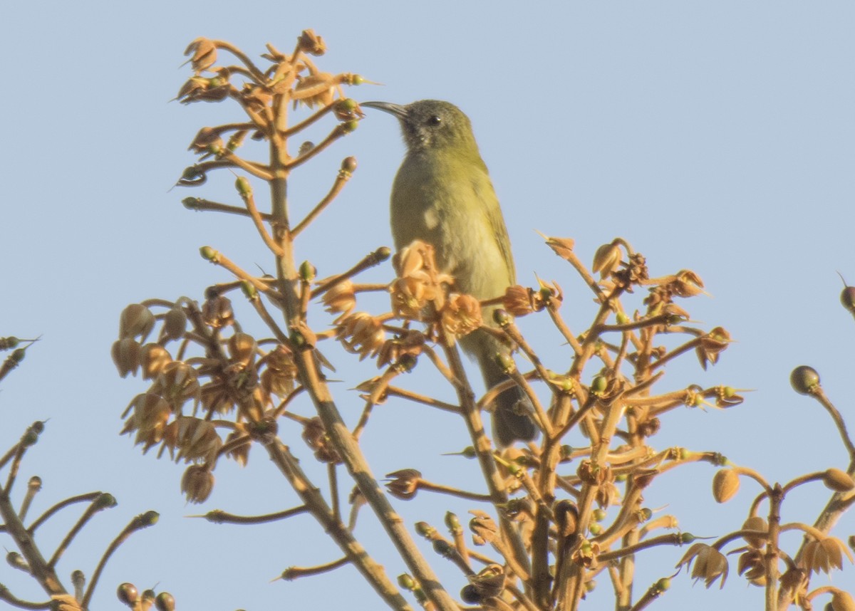 Sunda Honeyeater - ML621162943