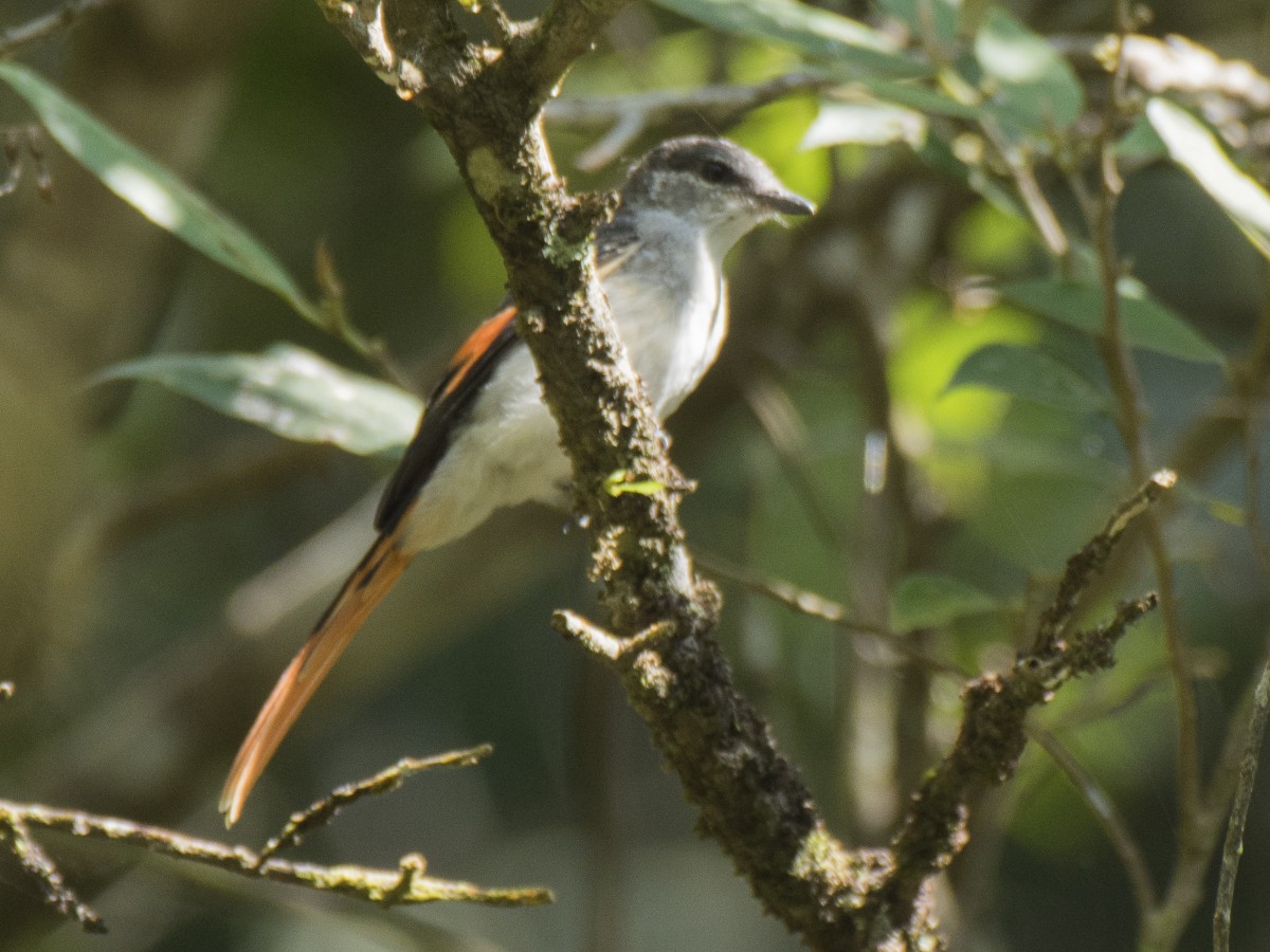 Flores Minivet - ML621162945