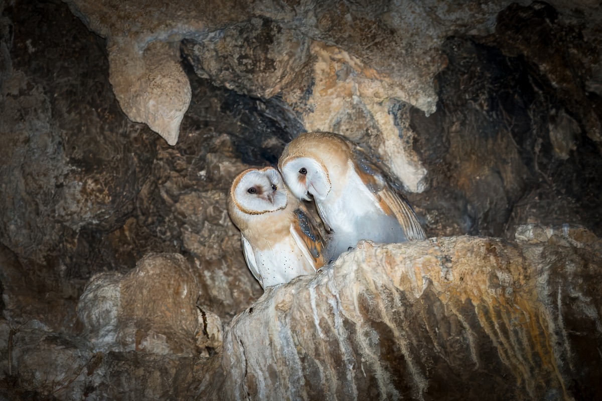 Barn Owl - ML621162959