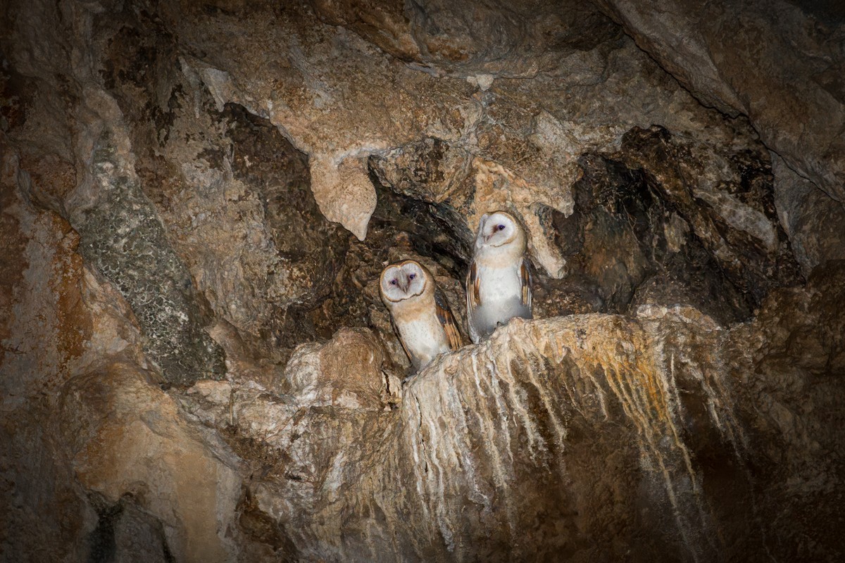 Barn Owl - ML621162960