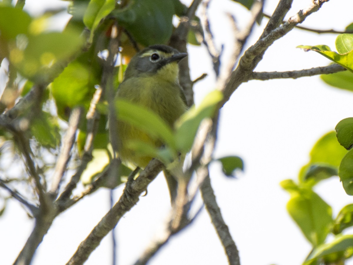 White-browed White-eye - ML621162962