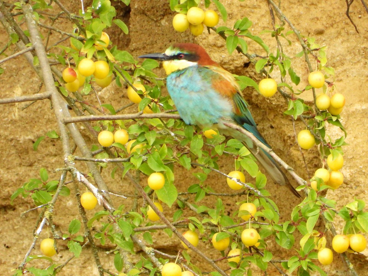 European Bee-eater - ML621162967