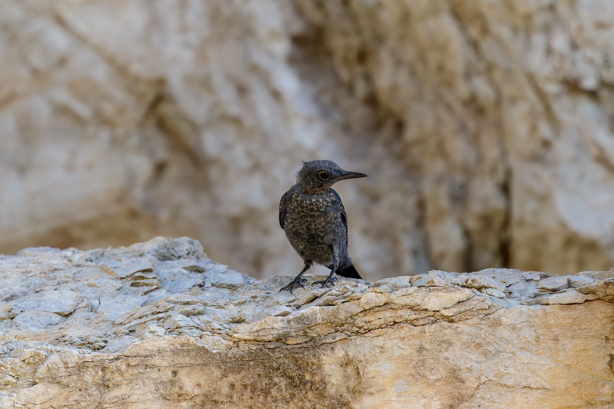 Blue Rock-Thrush - ML621162983