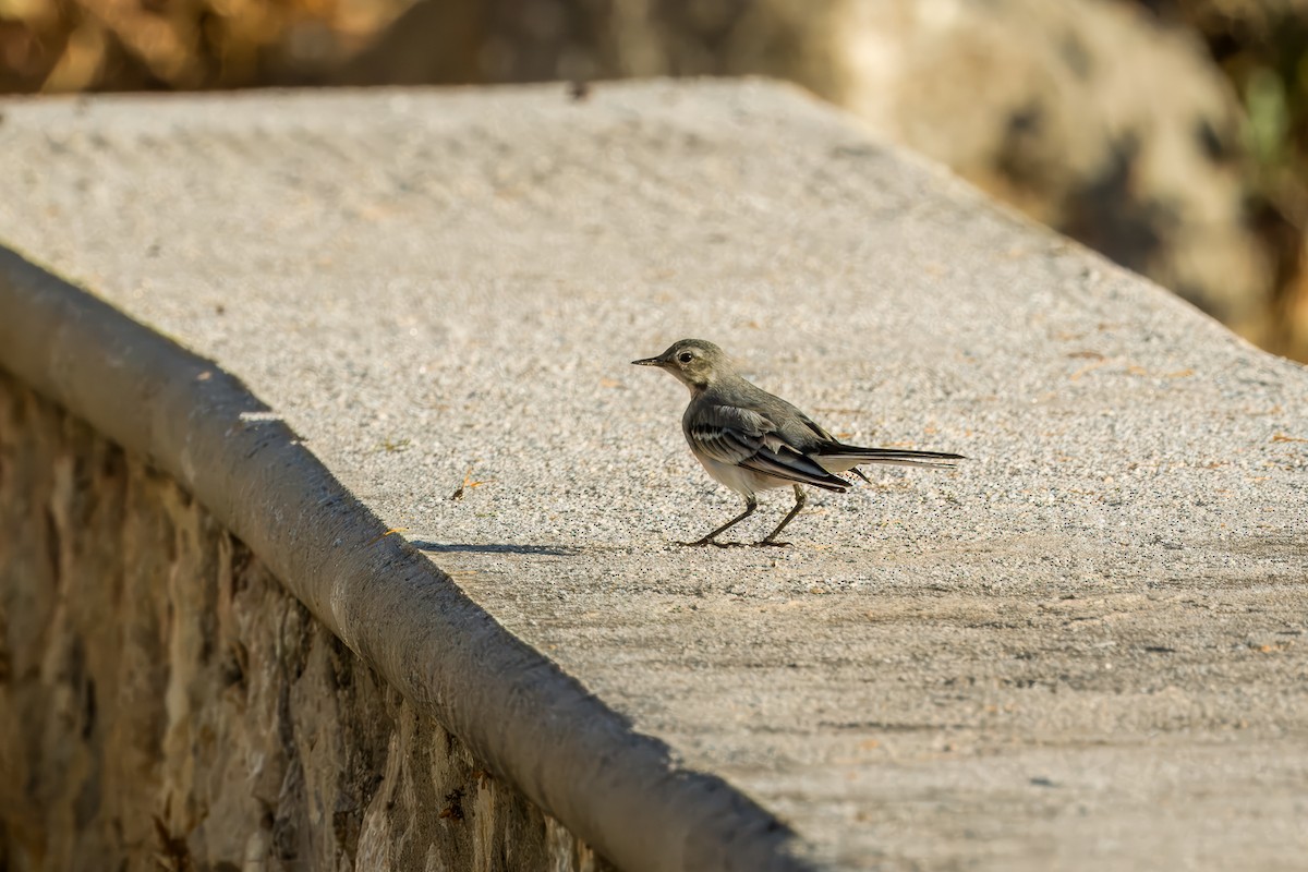 White Wagtail - ML621163005