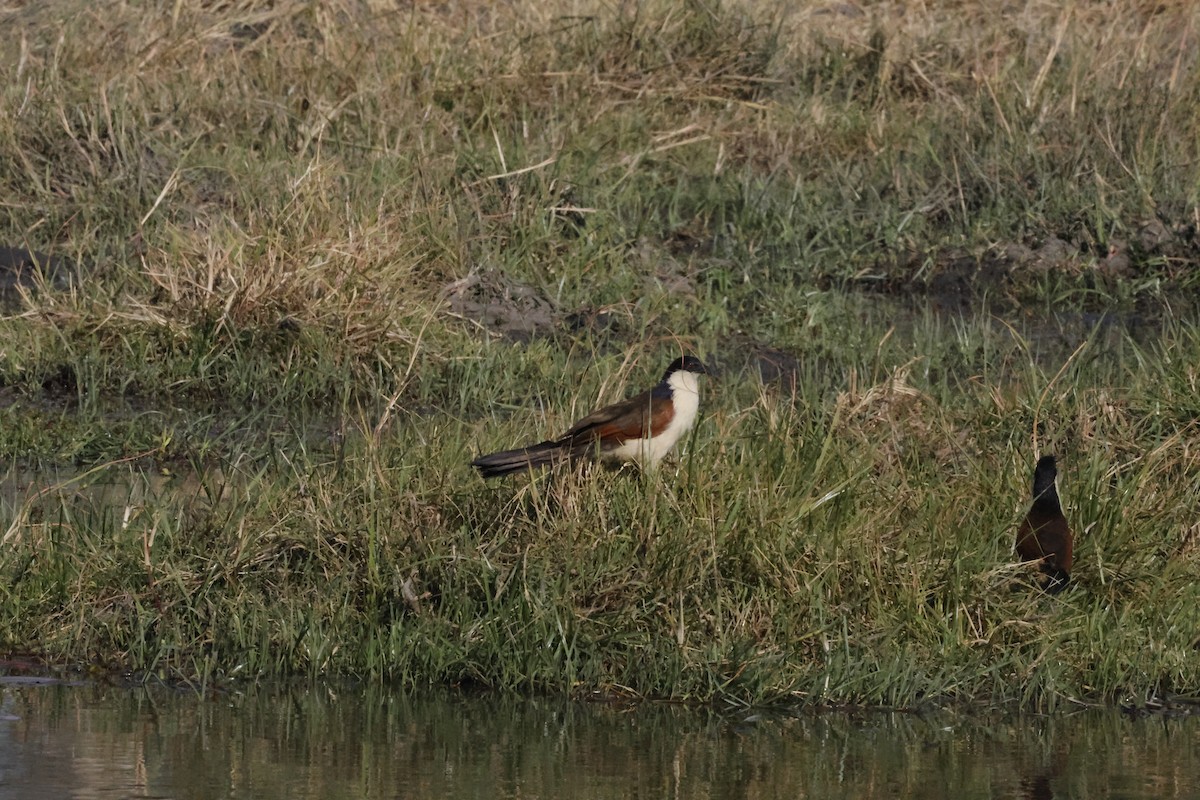 Coppery-tailed Coucal - ML621163049