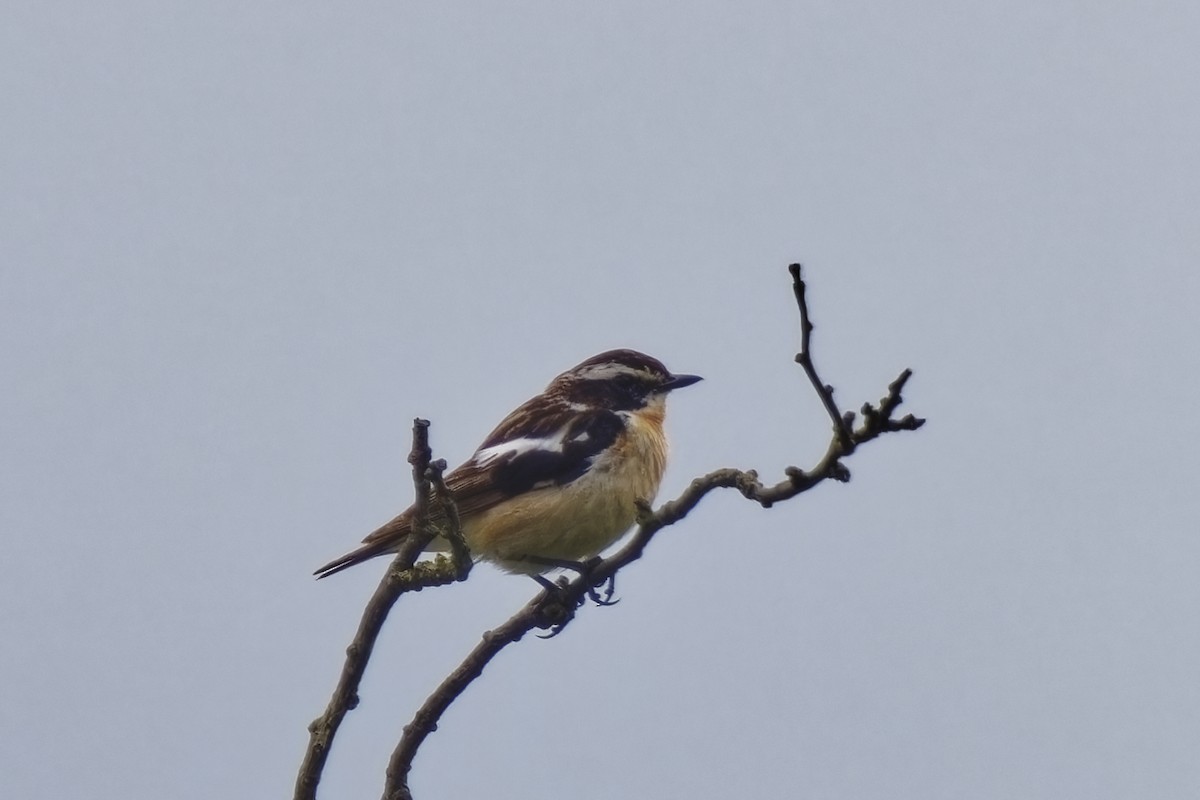 Whinchat - ML621163067